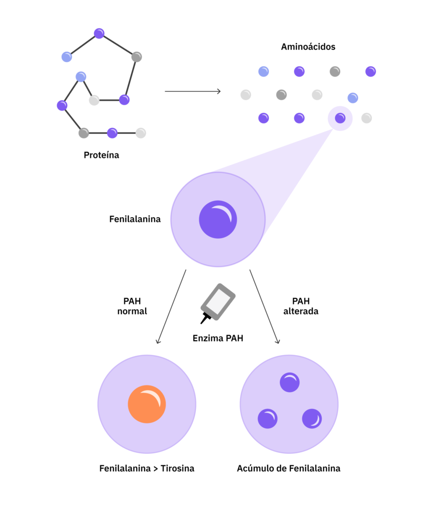 ilustração mostrando a ação da enzima PAH normal transformando fenilalanina em tirosina e, quando a enzima está alterada, levando ao acúmulo de fenilalanina.