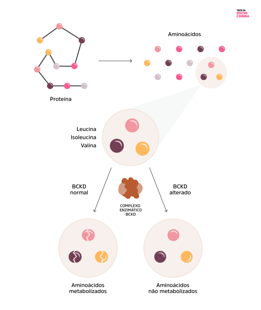 Ilustração mostrando a metabolização de uma proteína, que é quebrada em aminoácidos. Em seguida, o complexo enzimático metaboliza os aminoácidos de cadeia ramificada, mas quando alterado, esses aminoácidos não são metabolizados.