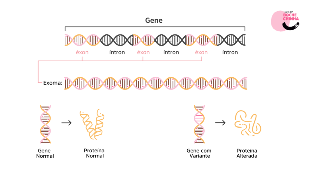 Imagem ilustrativa mostrando o que são os íntrons e éxons de um gene e como alterações em um gene pode afetar a proteína codificada por ele