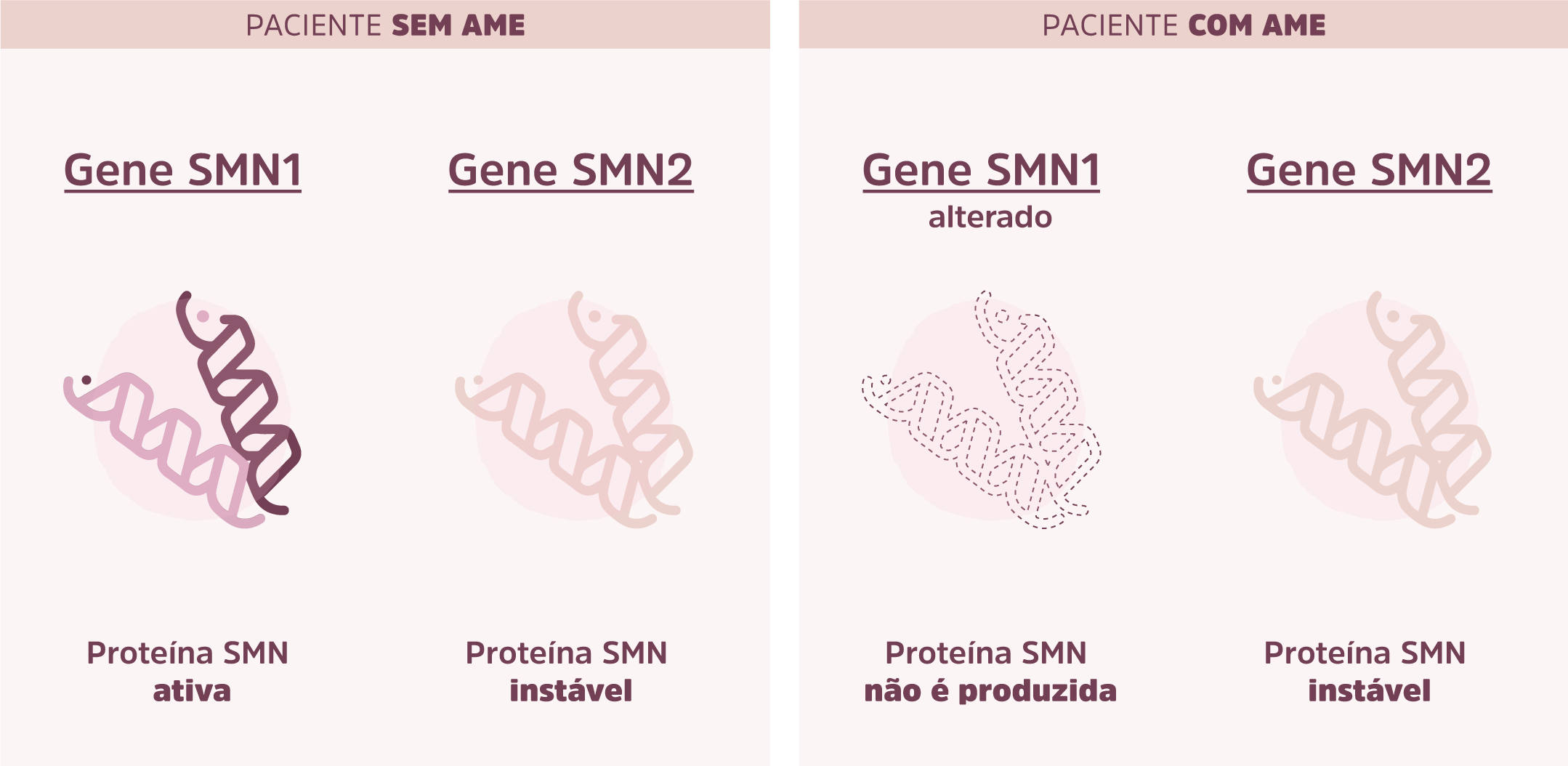 Figura 3: Ilustração representando os genes SMN1 e SMN2 e a proteína SMN em pessoas com e sem AME 5q.