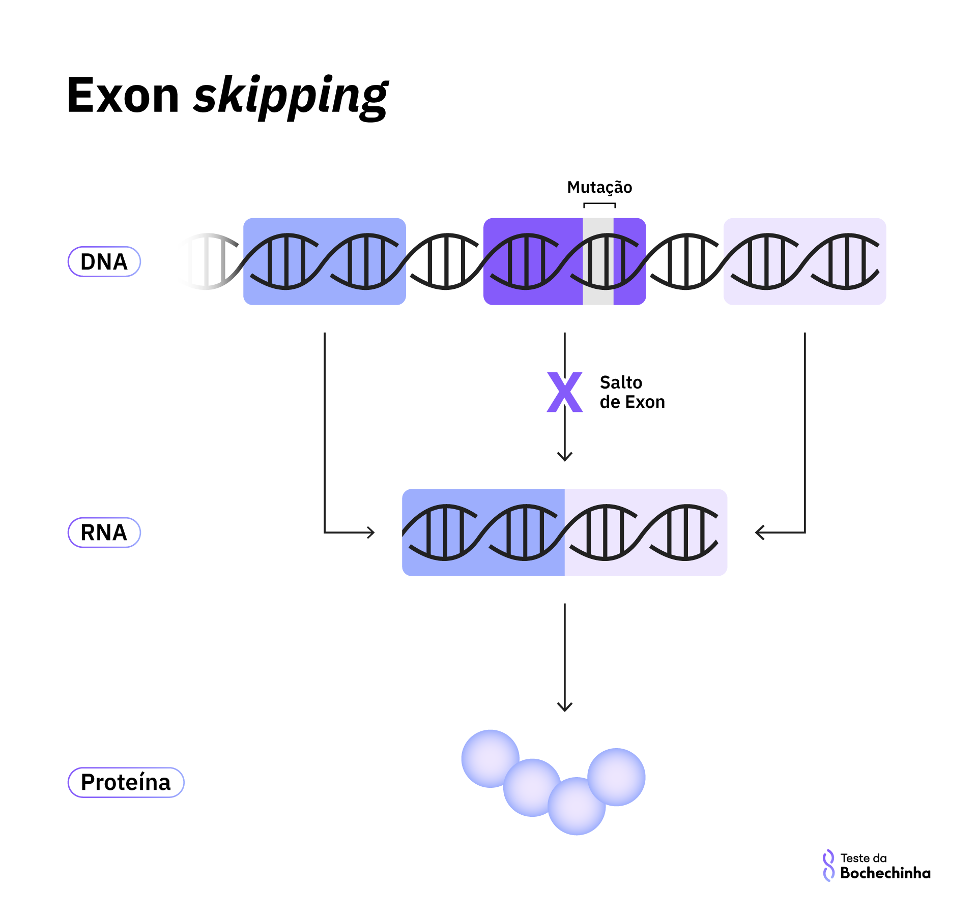ilustração de como funciona o exon skipping, em que o éxon com mutação não é utilizado para a transcrição em RNA e a proteína traduzida é parcialmente funcional