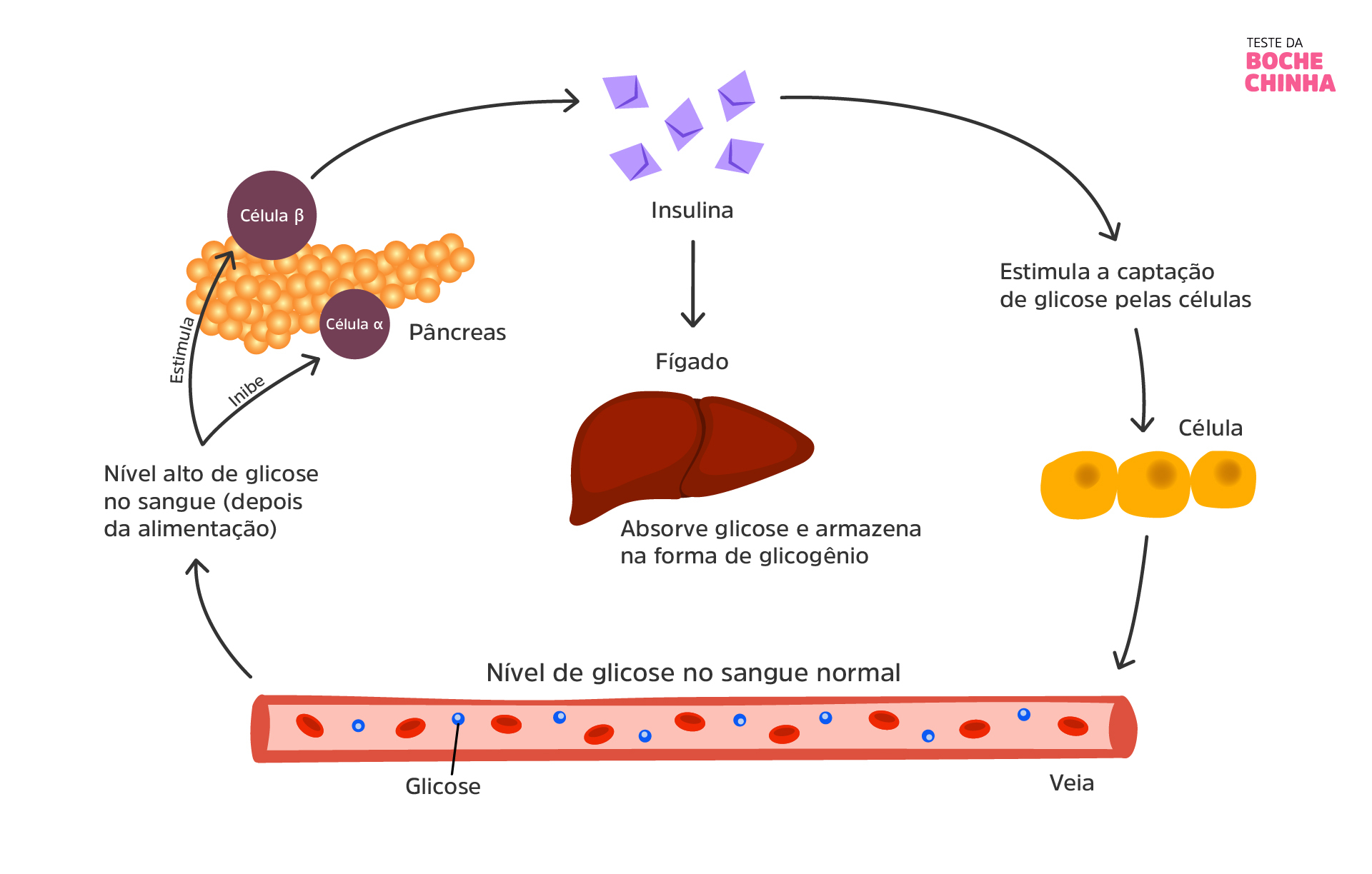 Imagem ilustrando como acontece a absorção da glicose depois da alimentação, quando há insulina disponível
