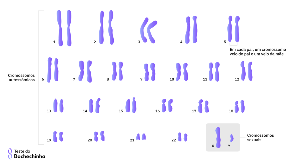 cromossomos humanos