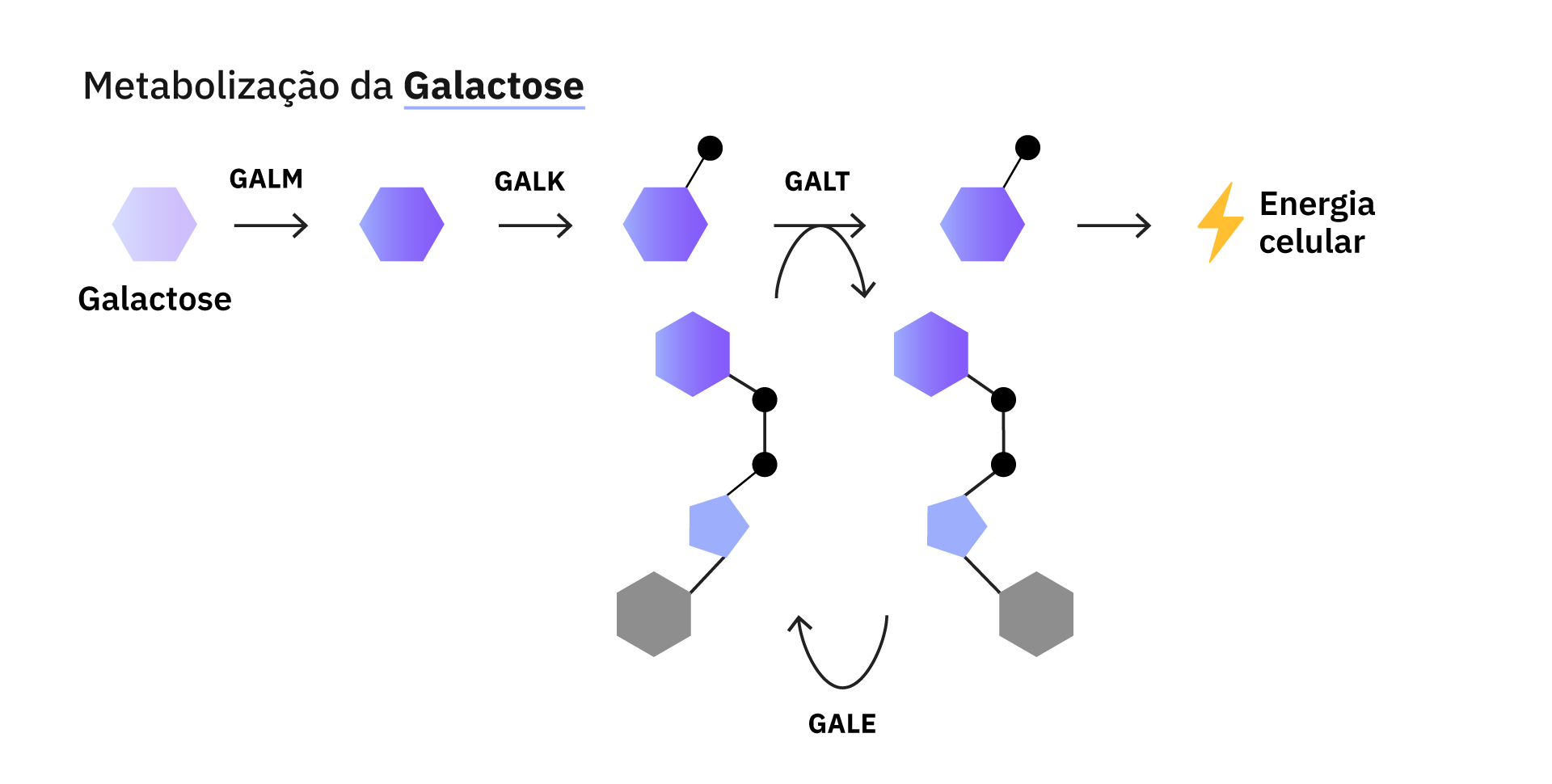 Metabolização da galactose